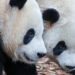 Belgische dierentuin Pairi Daiza neemt afscheid van meerdere reuzenpanda’s