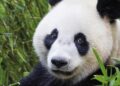 Ouwehands Dierenpark waarschuwt: reuzenpanda’s mogelijk niet zichtbaar vanwege paartijd