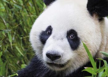 Ouwehands Dierenpark waarschuwt: reuzenpanda’s mogelijk niet zichtbaar vanwege paartijd