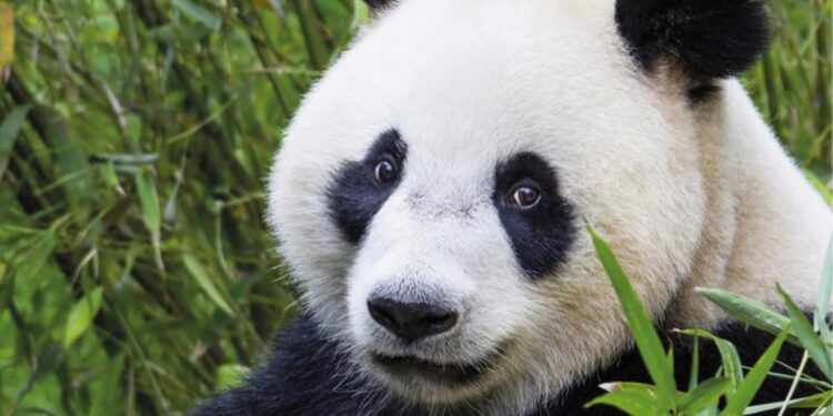Reuzenpanda Wu Wen in Ouwehands Dierenpark