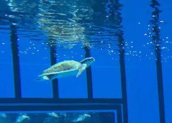 Blijdorp zet opvang-schildpad weer achter de schermen: kreeg geen eten