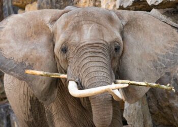 Pairi Daiza stopt met Afrikaanse olifanten: verblijf is ongeschikt