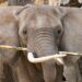 Pairi Daiza stopt met Afrikaanse olifanten: verblijf is ongeschikt