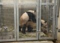 Spannend: Reuzenpanda’s van Ouwehands Dierenpark hebben gepaard