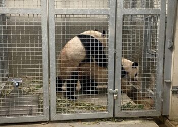 Spannend: Reuzenpanda’s van Ouwehands Dierenpark hebben gepaard