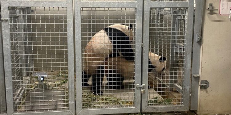 Paring tussen Wu Wen en Xing Ya in Ouwehands Dierenpark