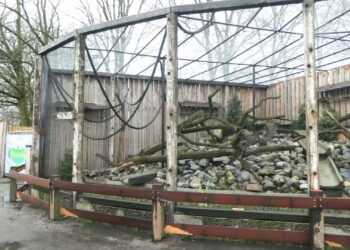 Pairi Daiza stopt met Afrikaanse olifanten: verblijf is ongeschikt