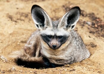 Eerste grootoorvossen gearriveerd in Beekse Bergen