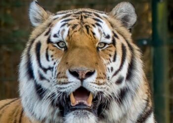 Gaat Beekse Bergen stoppen met tijgers na vertrek laatste dieren?