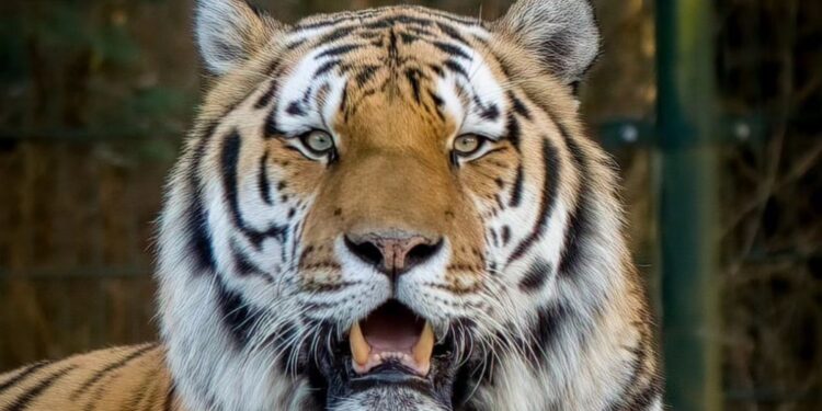 Amoertijger in Beekse Bergen / Beeld: Margreet Vliegers