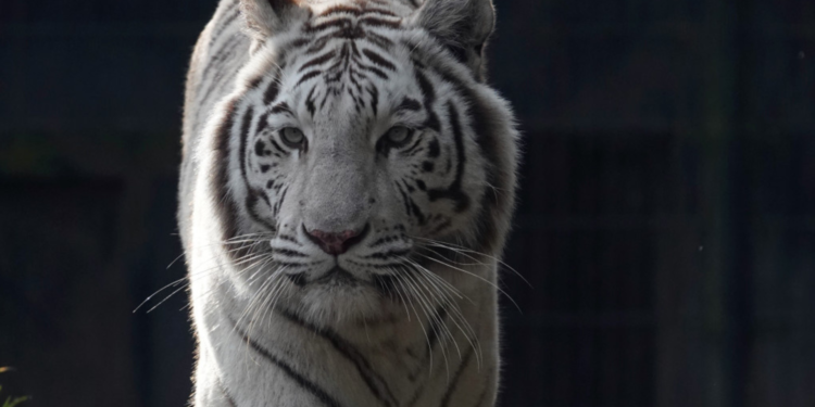 De witte tijger in Zooparc Overloon was weken niet te zien door de hevige regenval in Noord-Brabant.