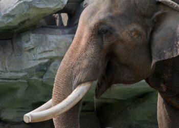 Artis heeft plannen voor komst nieuwe olifantenstier