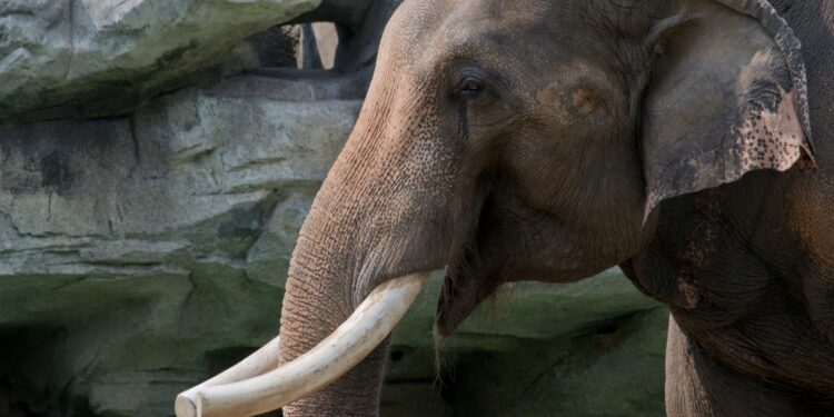 Afbeelding ter illustratie