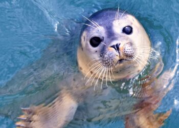 Dierenpark Hoenderdaell krijgt twee zeehonden voor nieuw Waddengebied