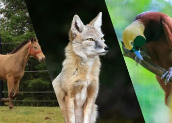 Belgische dierentuin Pairi Daiza verwelkomt nieuwe dieren in jubileumjaar