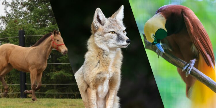 Pura Raza Española, corsacvos en paradijsvogel