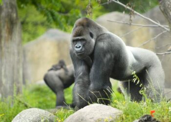 Dierentuin-tv scoort: zoveel kijkers trok Het echte leven in de dierentuin