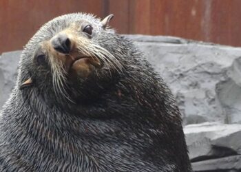 Laatste zeeberen Wildlands Emmen verhuizen binnenkort naar Frankrijk