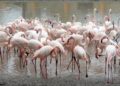 Limburgse dierentuin verhuist honderden flamingo’s naar particulier