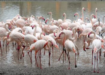 Limburgse dierentuin verhuist honderden flamingo’s naar particulier