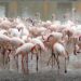 Limburgse dierentuin verhuist honderden flamingo’s naar particulier