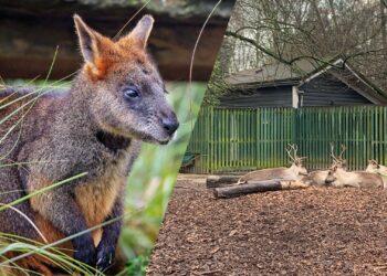 Twee diersoorten voor langere tijd niet te zien in Diergaarde Blijdorp