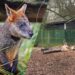 Twee diersoorten voor langere tijd niet te zien in Diergaarde Blijdorp