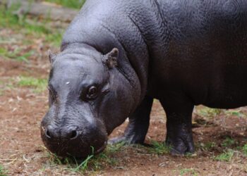 ZooParc Overloon werkt aan nieuw themagebied met nijlpaarden