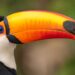 Drie nieuwe diersoorten gearriveerd in Dierenpark Hoenderdaell