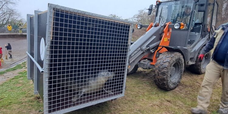 Transport van de zeehonden in Zoo Neuwied / Beeld: Zoo Neuwied