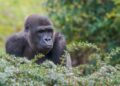 Apenheul heeft plannen voor nieuw gorillagebied: ontwerpfase gestart