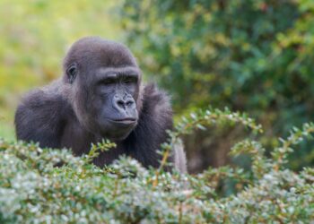 Apenheul heeft plannen voor nieuw gorillagebied: ontwerpfase gestart