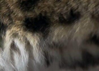 Brabants dierenpark hint naar komst zeldzame katachtige