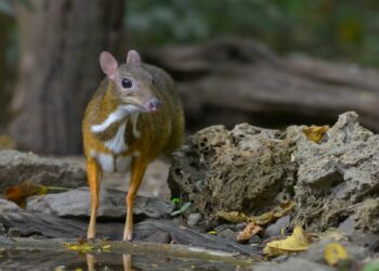 Javaanse kantjils binnenkort niet meer te zien in Ouwehands Dierenpark