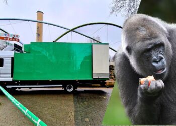 Helft van gorillagroep Diergaarde Blijdorp vertrokken naar Italië