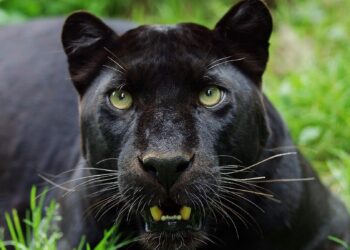 Belgische dierentuin wil zwarte panters gaan houden