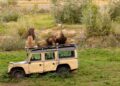 Brabants dierenpark verkoopt bijzonder decorstuk uit leeuwenverblijf: ‘volledig afgekeurd’