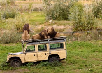 Brabants dierenpark verkoopt bijzonder decorstuk uit leeuwenverblijf: ‘volledig afgekeurd’