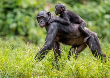 Pasgeboren bonobo overleden in Ouwehands Dierenpark