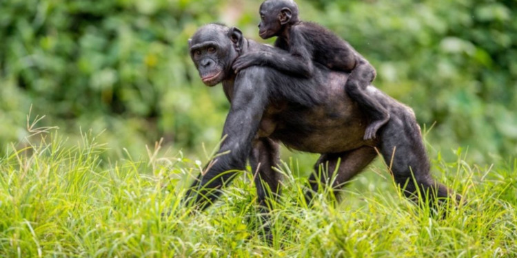 Afbeelding van bonobo ter illustratie / Beeld: Ouwehands Dierenpark