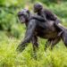 Pasgeboren bonobo overleden in Ouwehands Dierenpark