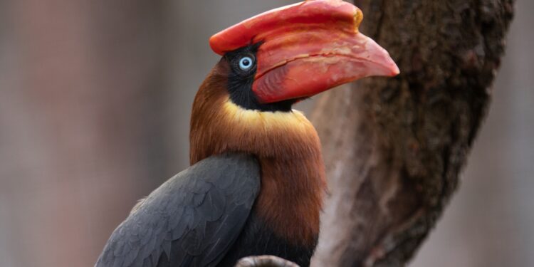 Beeld: Ouwehands Dierenpark