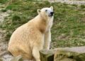 Belgische dierentuin Pairi Daiza wil fokken met ijsberen
