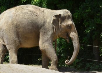 Diergaarde Blijdorp krijgt na drie jaar weer een nieuwe olifantenstier