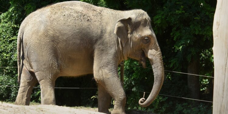 Olifant Faya werd voor de eerste keer drachtig door bul Fahim, die in 2021 uit de dierentuin vertrok.