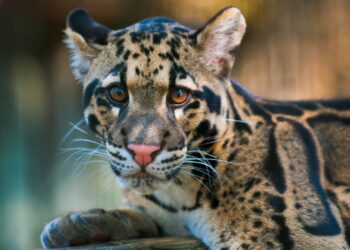 ZooParc Overloon onthult bouwplannen nieuw panterverblijf