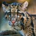 ZooParc Overloon onthult bouwplannen nieuw panterverblijf