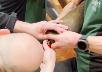 Video: Lange stok vast in slurf olifant Dierenpark Amersfoort