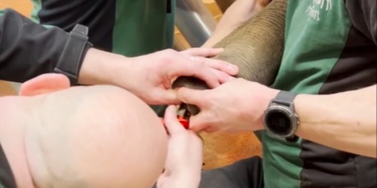 Beeld: Dierenpark Amersfoort