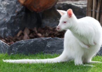 Video: Pairi Daiza opent vernieuwde boerderij met tientallen dieren